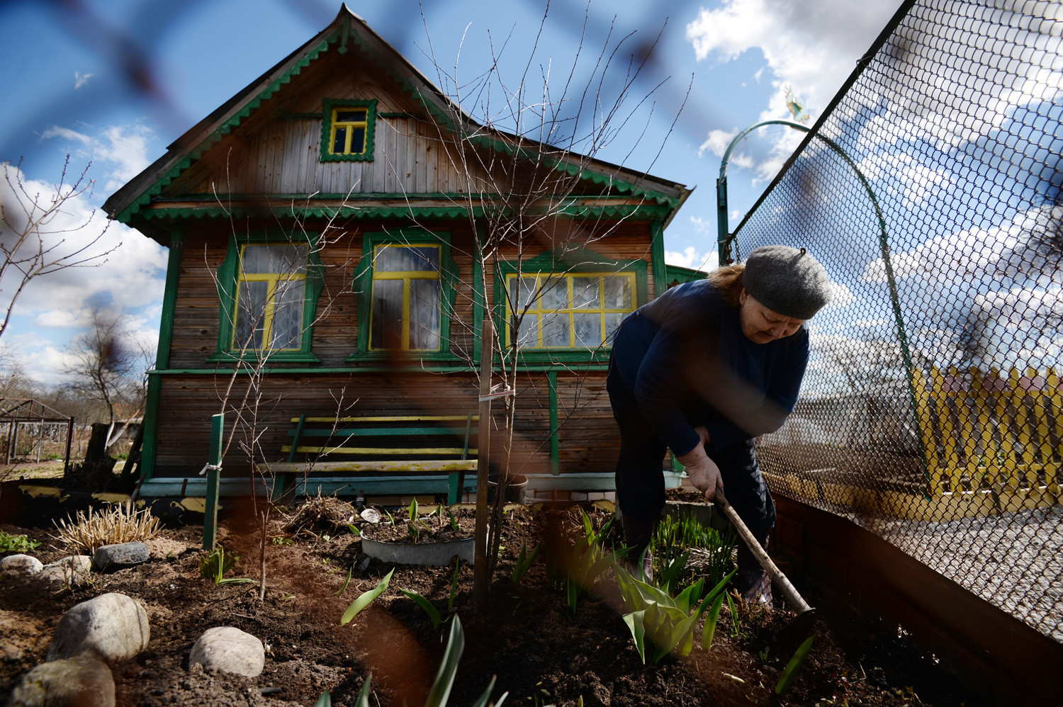 Seorang warga mencangkul halamannya di permukiman Pankovka, Novgorod.