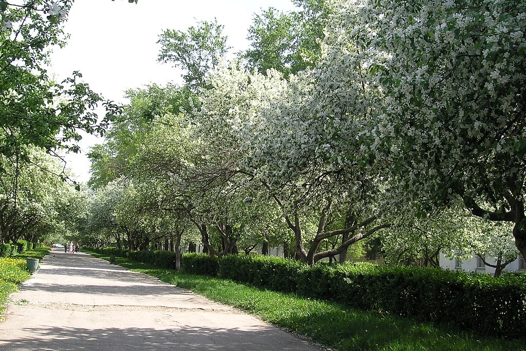 Cvetoče jablane v Centralnem rajonu