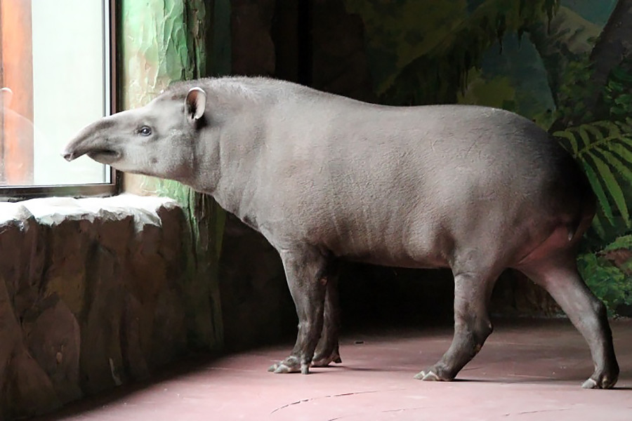Cleopatra si tapir.