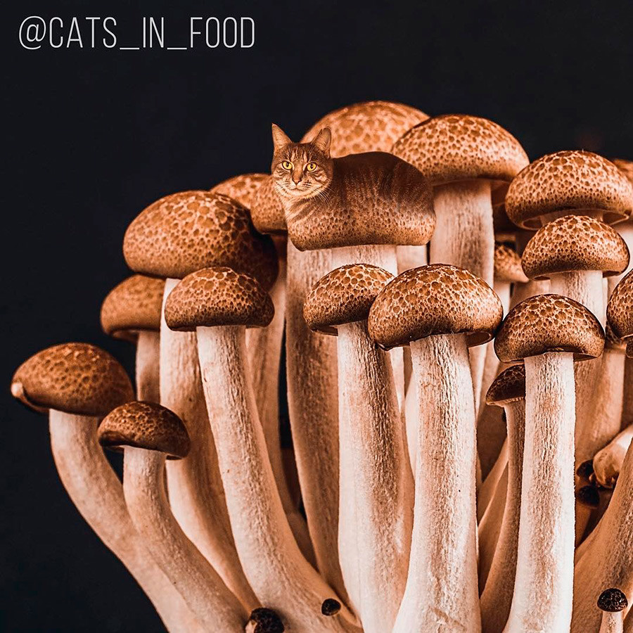 Cats in cake This Russian artist is mixing felines and food (PHOTOS