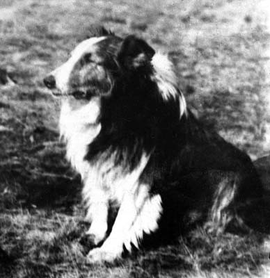 A pesar de las múltiples heridas sufridas, Dick, ganó muchas exposiciones caninas después de la victoria.