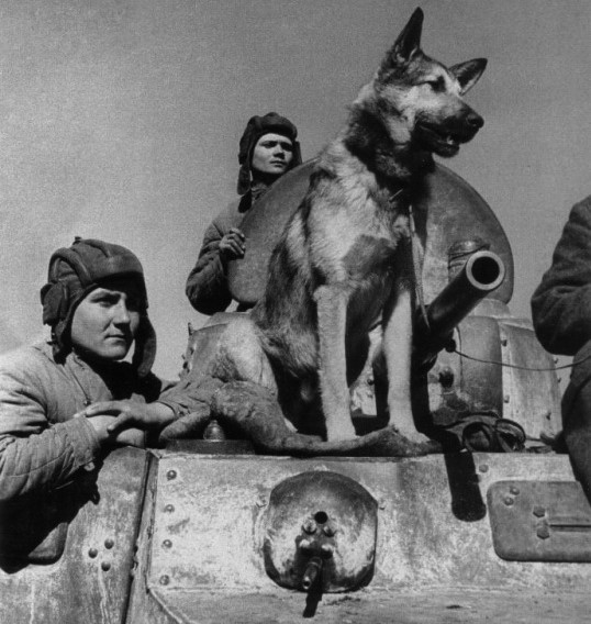 Dzhulbars fue el único perro que recibió una Medalla por el Servicio de Combate.