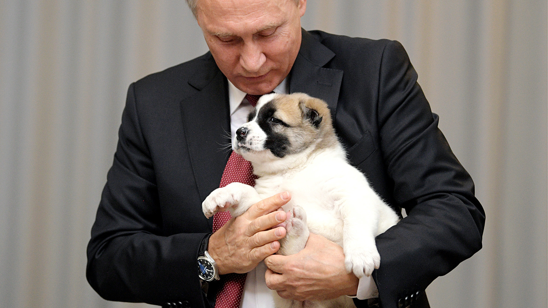 Руският президент Владимир Путин държи кученцето, подарено му от президента на Туркменистан Гурбангули Бердимухамедов за рождения му ден.