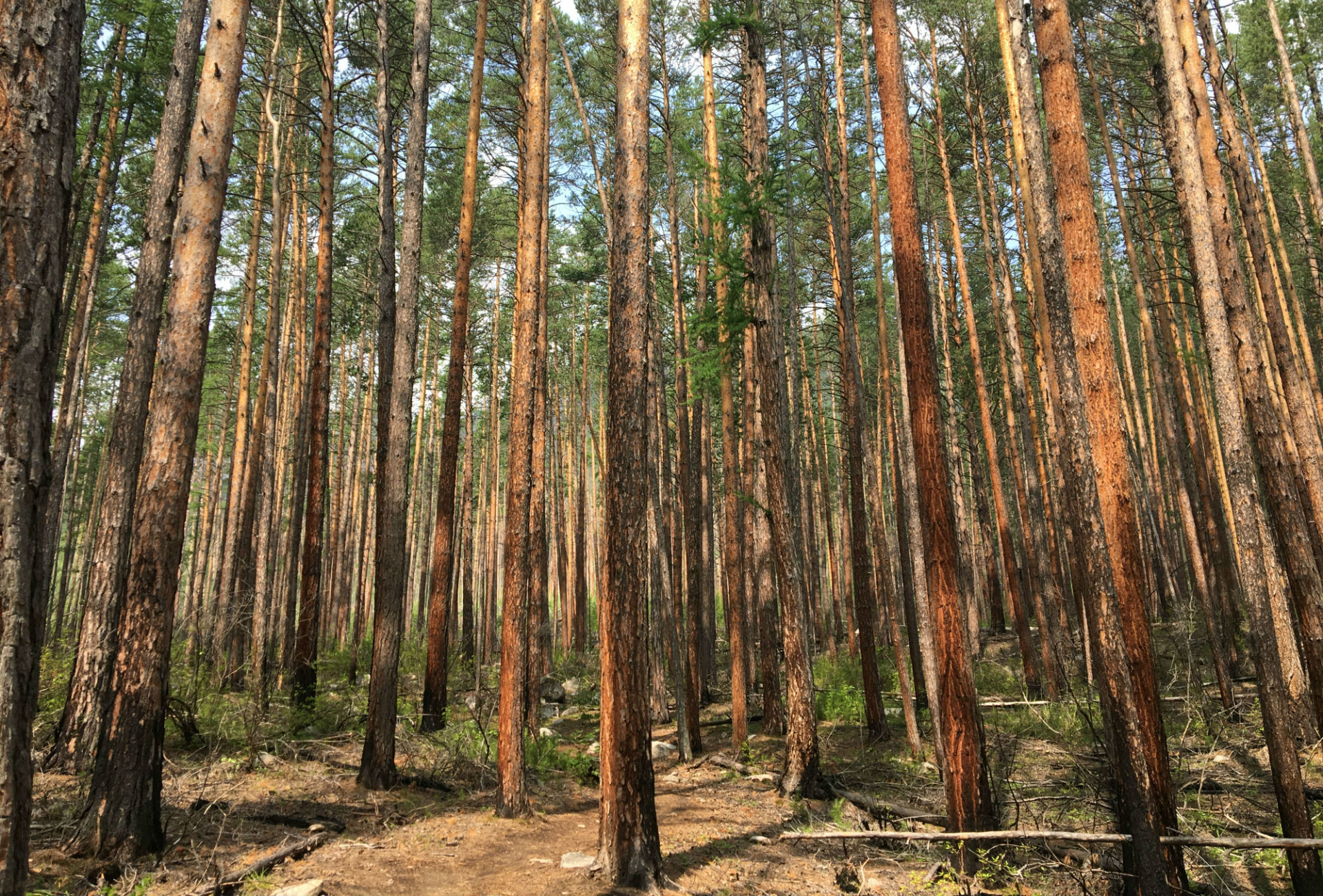 Forêt traversée durant leur randonnée sur la péninsule de Sviatoï Nos.