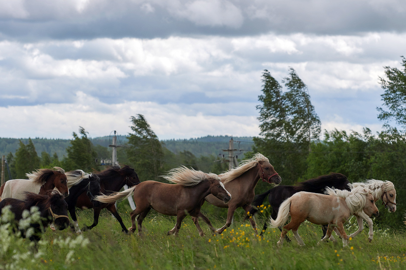 Kuda-kuda di peternakan kuda miniatur AS Hidalgo di desa Skotnoye, Oblast Leningrad.