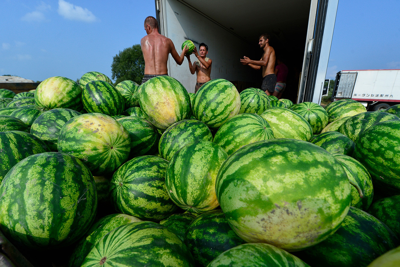 Menaruh semangka yang baru saja dipanen ke dalam truk di peternakan di desa Annenka.