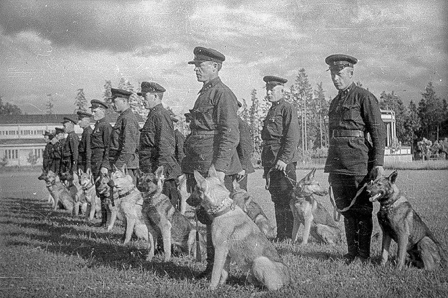 なぜソ連軍はナチスの戦車の爆破に 自爆犬 を使ったか ロシア ビヨンド なぜソ連軍はナチスの戦車の爆破に 自爆犬 を使ったか ロシア ビヨンド