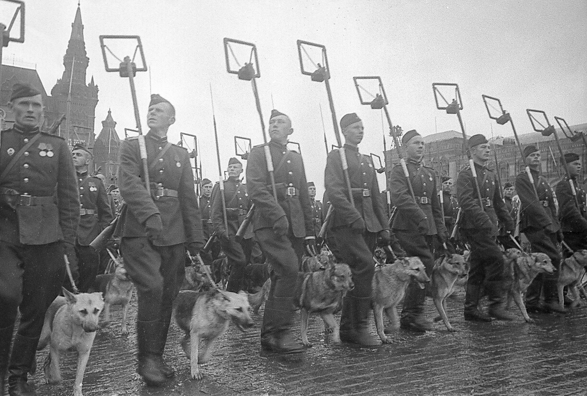 地雷検知部隊の軍人と犬。1945年6月24日に赤の広場で行われた勝利のパレードにて。