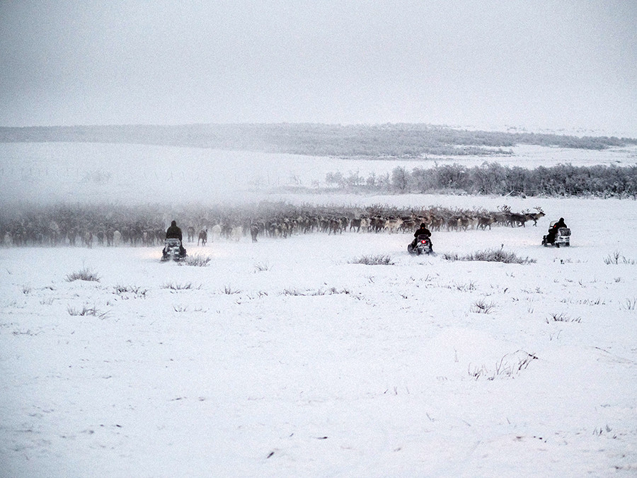 Hari kerja normal: para pria menggiring lebih dari seribu rusa dari tundra ke paddock.