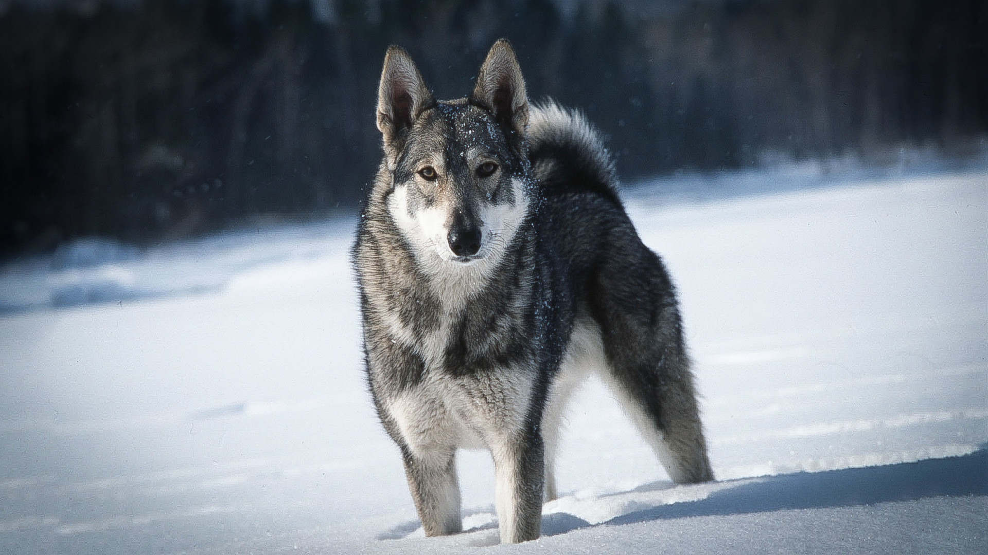 Алтајски крај. Квалитетна лајка је у лову важнија од оружја, сматрају професионални ловци. Лајка је најбољи пас за сибирске климатске услове. На фотографији: лајка по имену Бич.