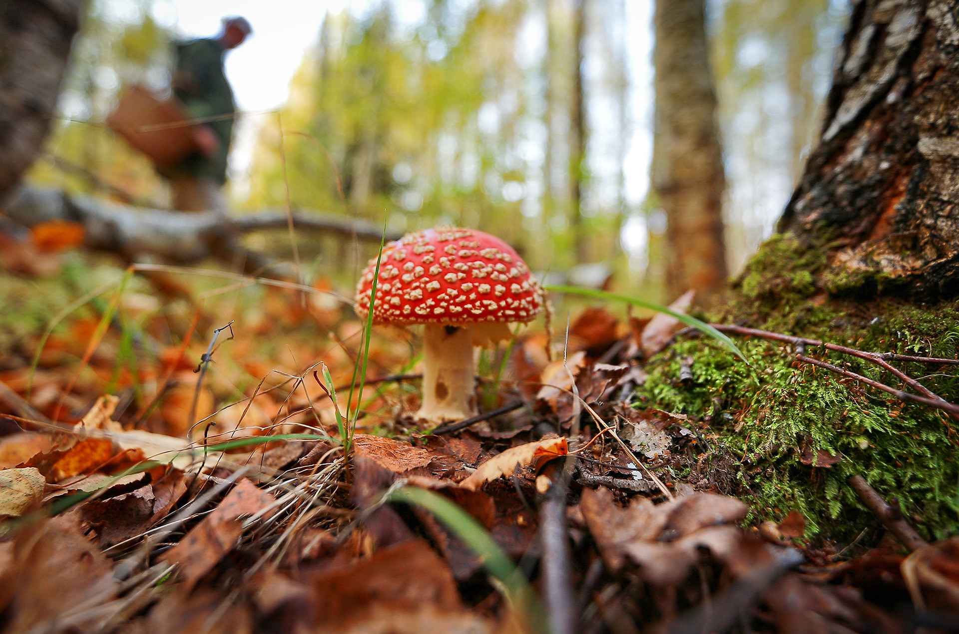Fly agaric, one of the most poisonous kinds of mushrooms in Russia. Do not eat it!