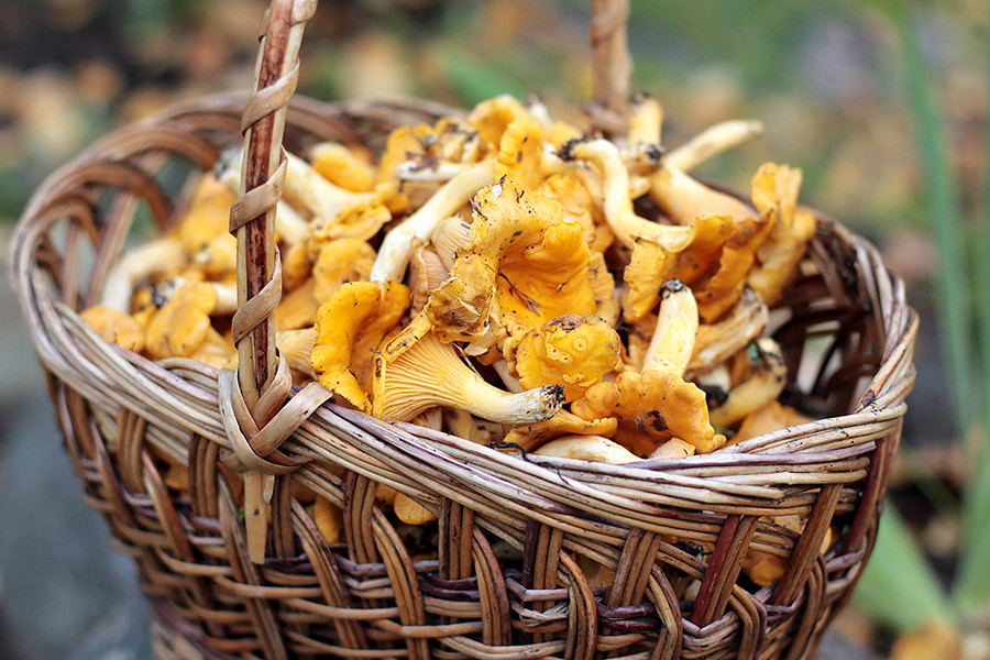 La tarte aux chanterelles, un conte d’automne venu de Russie Russia