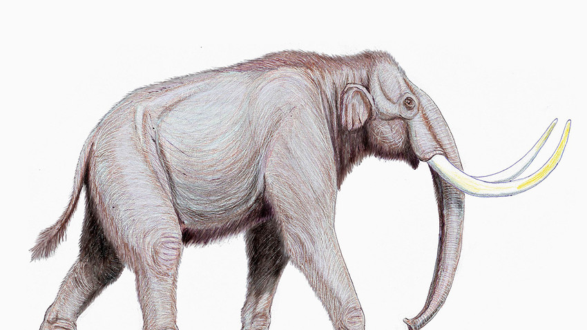 Stepski mamut