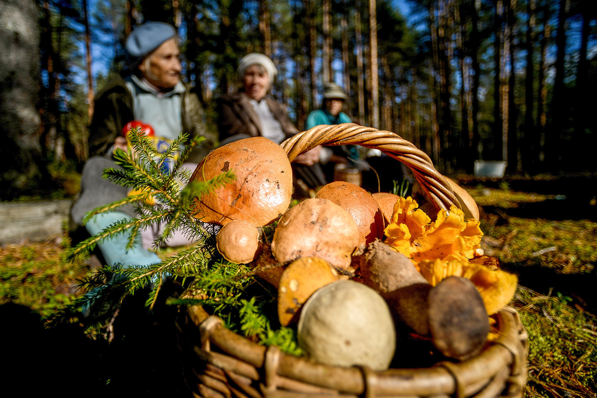 Babushka menjual jamur di Wilayah Novgorod.
