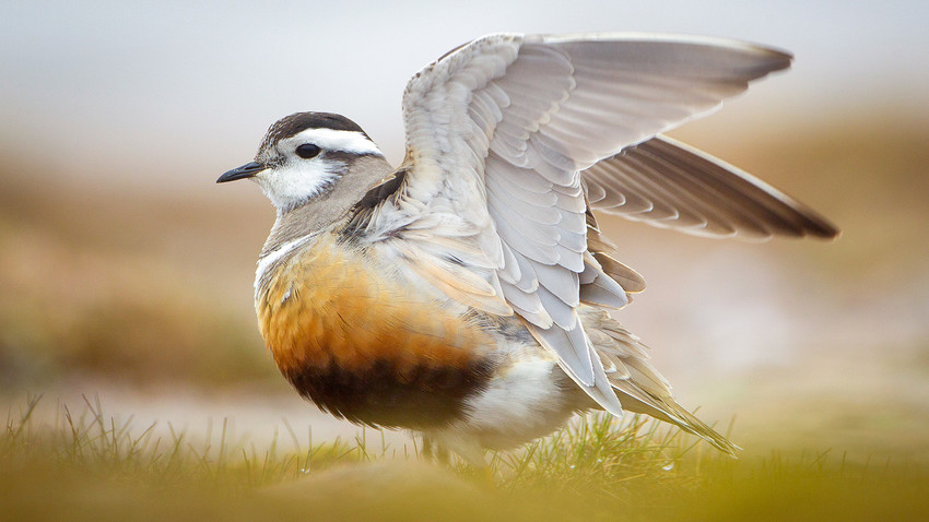 The Arctic region has always been a relatively predator safe area, where birds could enjoy the abundant insects. 