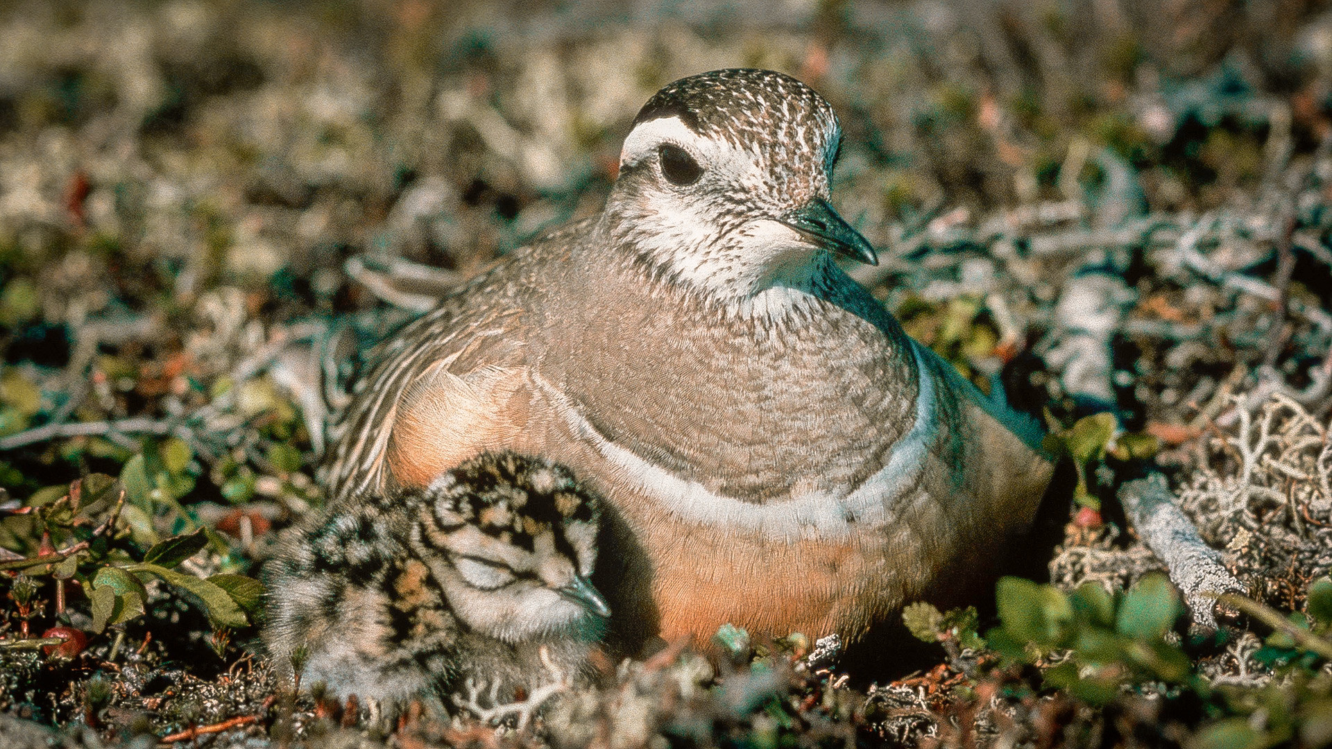 The researchers looked at more than 38,000 nests from 237 shorebird populations in 149 locations.