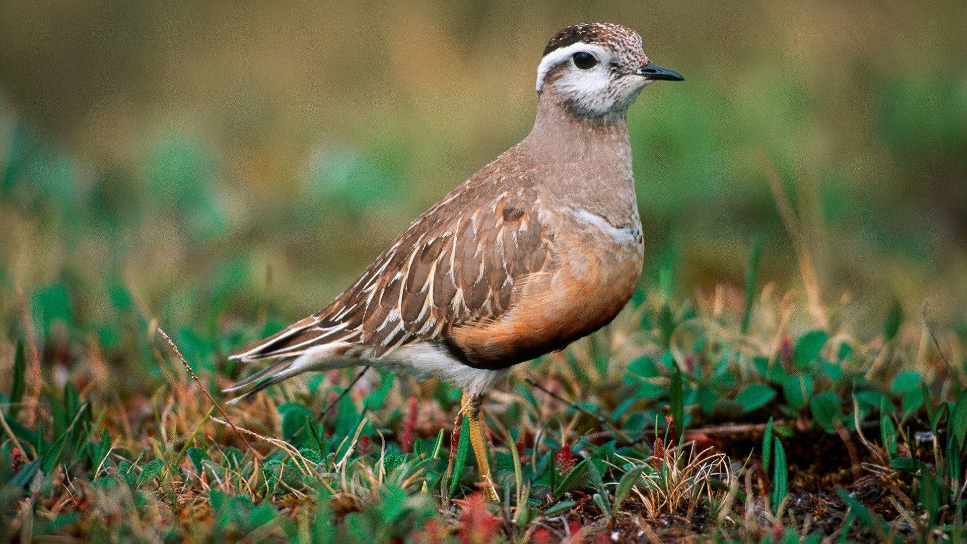 Scientists discovered a reduction in the number and distribution area of ​​the Eurasian dotterel (also known as dotterel). 