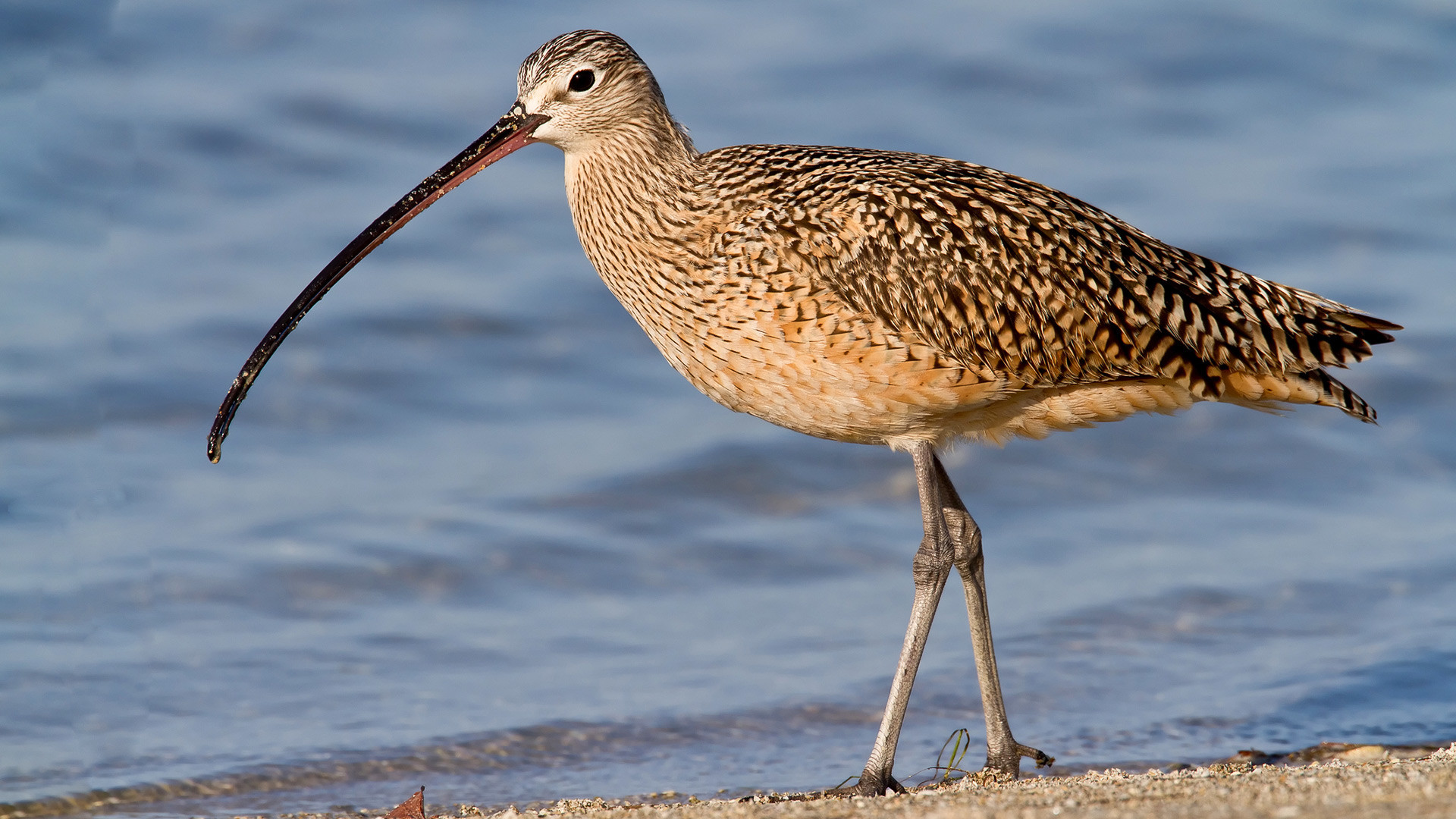 Over the past decades, the slender-billed curlew has disappeared in Russia.