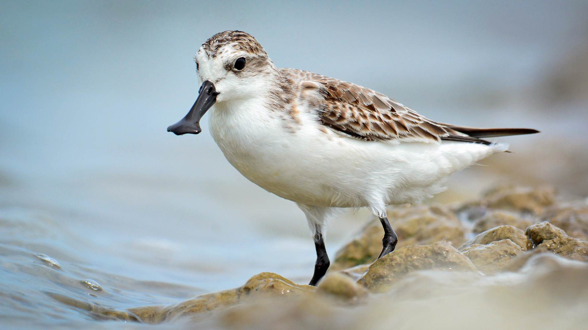 A spoon-billed sandpiper is a small wader which breeds in the Chukotka region in Russia and winters in Southeast Asia. According to Tomkovich, the species is at risk of extinction. 
