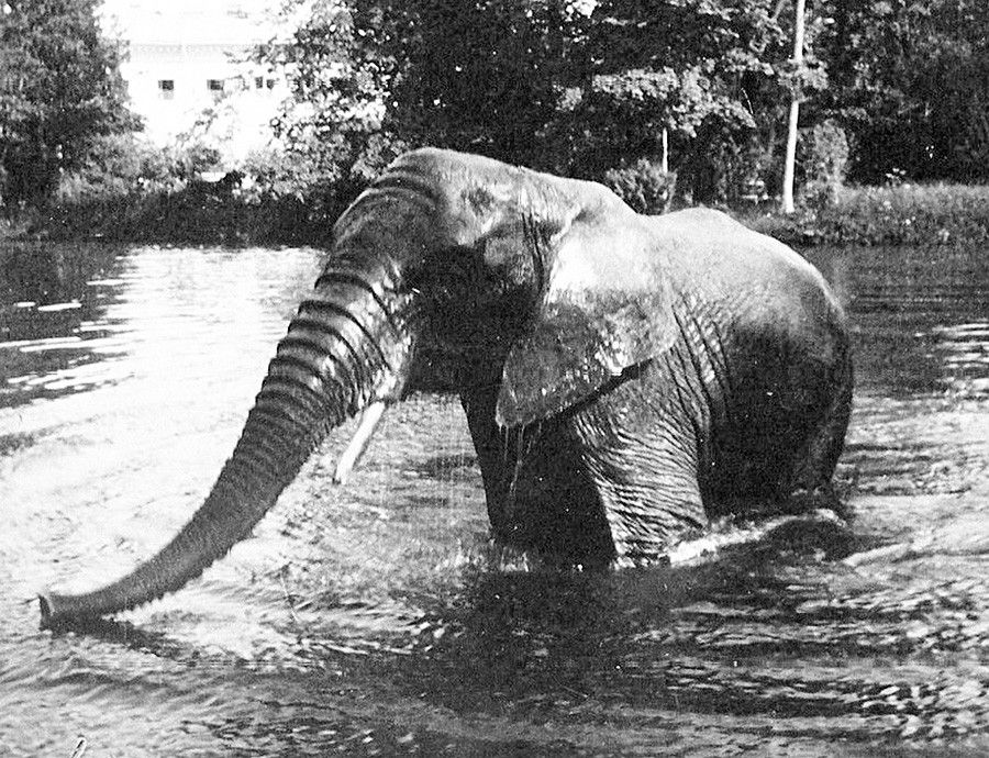 ツァールスコエ・セローで泳いでいる象。
