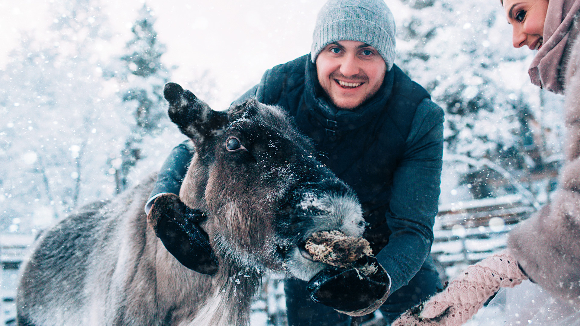 Svetlana dan Sergey memberi makan rusa di sebuah peternakan di luar Semenanjung Kola di Murmansk, Rusia