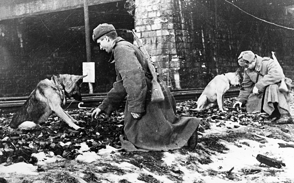 ソ連の工兵たちが犬とともにブダペストの鉄道で地雷を探している。