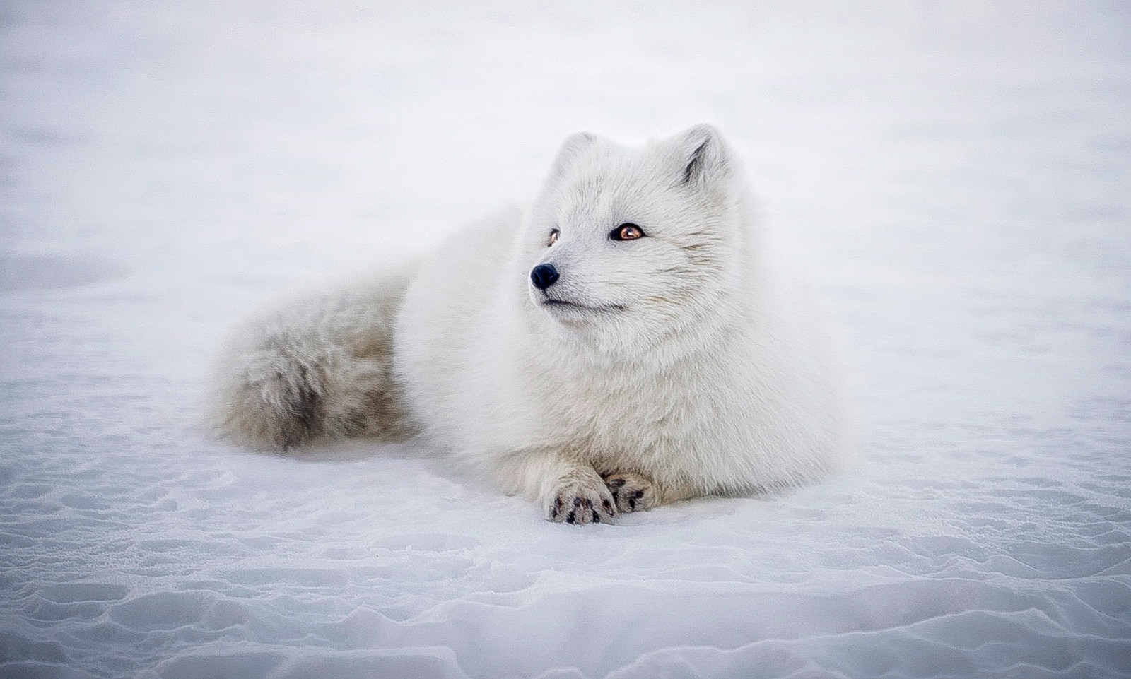 ロシアのもっとも美しい動物7選 ロシア ビヨンド