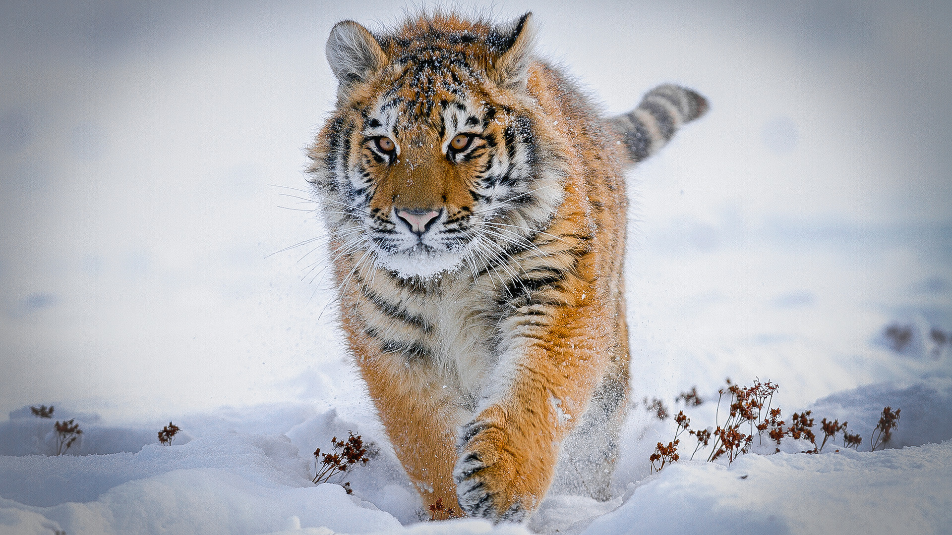 ロシアのもっとも美しい動物7選 ロシア ビヨンド