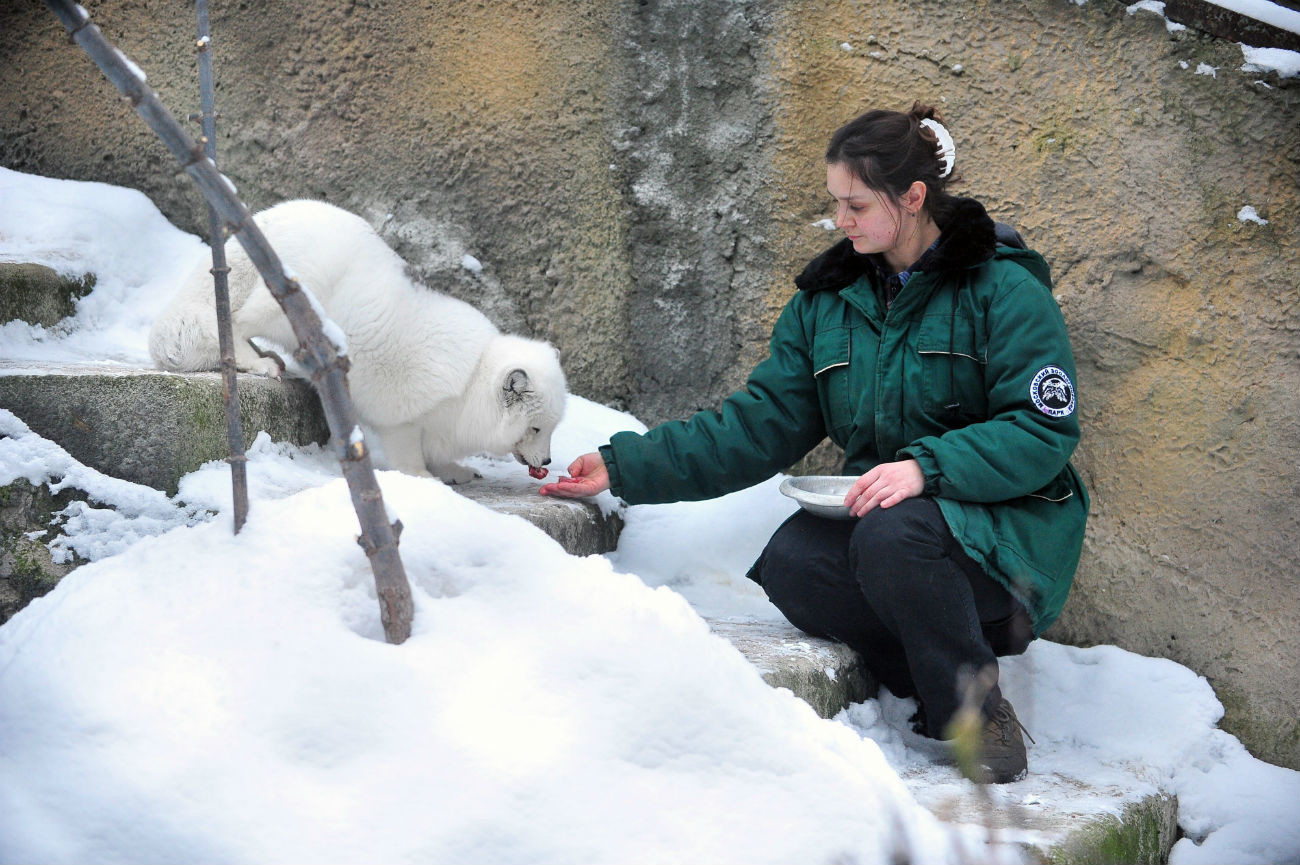 Zorro ártico comiendo de la mano de un cuidador en el Zoo de Moscú.