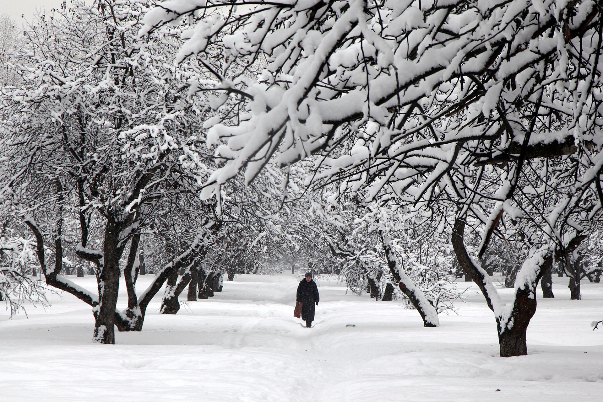 Kecantikan pepohonan berbalut salju,  Moskow, Rabu (13/2).