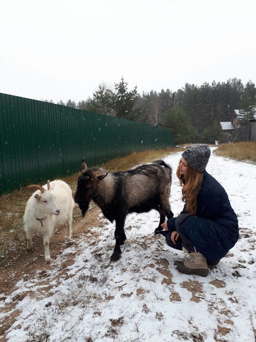 Поля из деревки слив фото