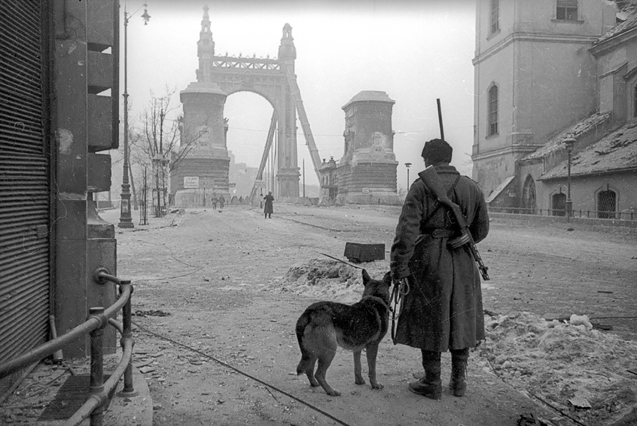 Припадник јединица за уклањање мина са псом испред Сечењијевог ланчаног моста, Будимпешта/Јевгениј Халдеј