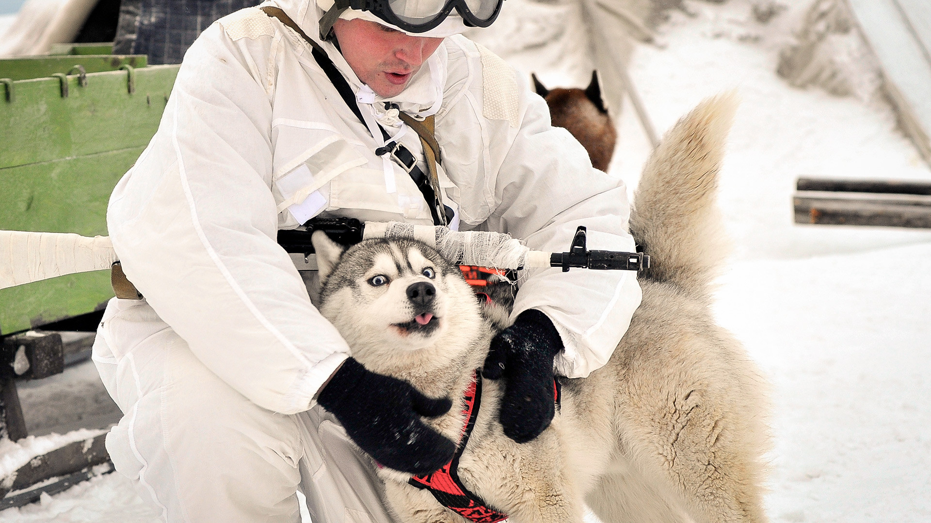 Pripadnik arktične motorizirane brigade z vlečnim psom blizu naselja Lovozero