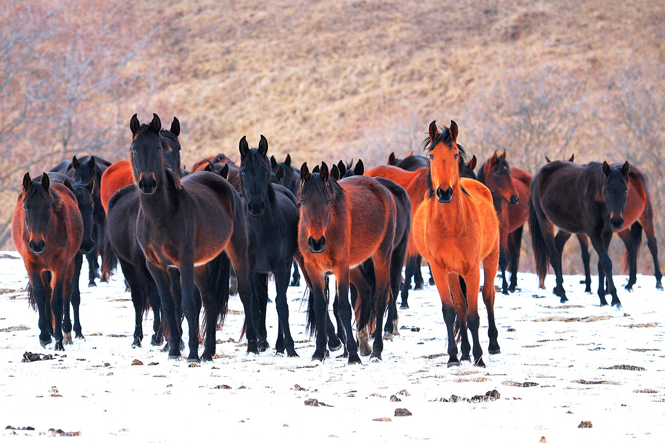 クラースヌィ・クルガン村にある乗馬クラブ「グン」の馬。このクラブは地元で乗馬ツアーを行う。