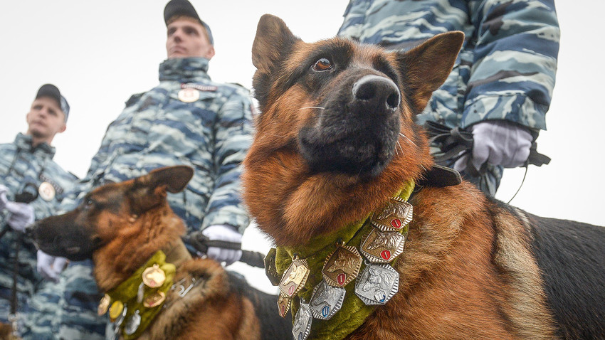 Службени кучиња на спортскиот празник на московската полиција кој се одржува секоја година.