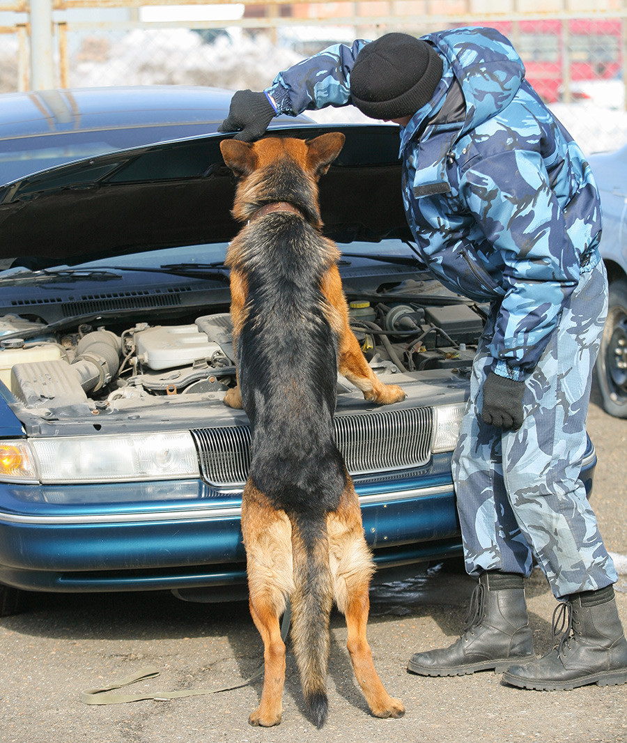 Кинолог со службено куче на натпревар за откривање наркотици во лесни транспортни возила на шампионатот на Сибирската царинска управа во различни кинолошки дисциплини.