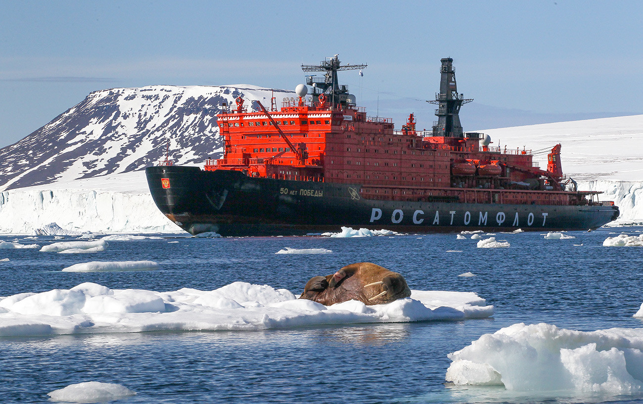 Seekor walrus bersantai di atas es mengapung di lepas pantai pulau Kepulauan Franz Josef Land.