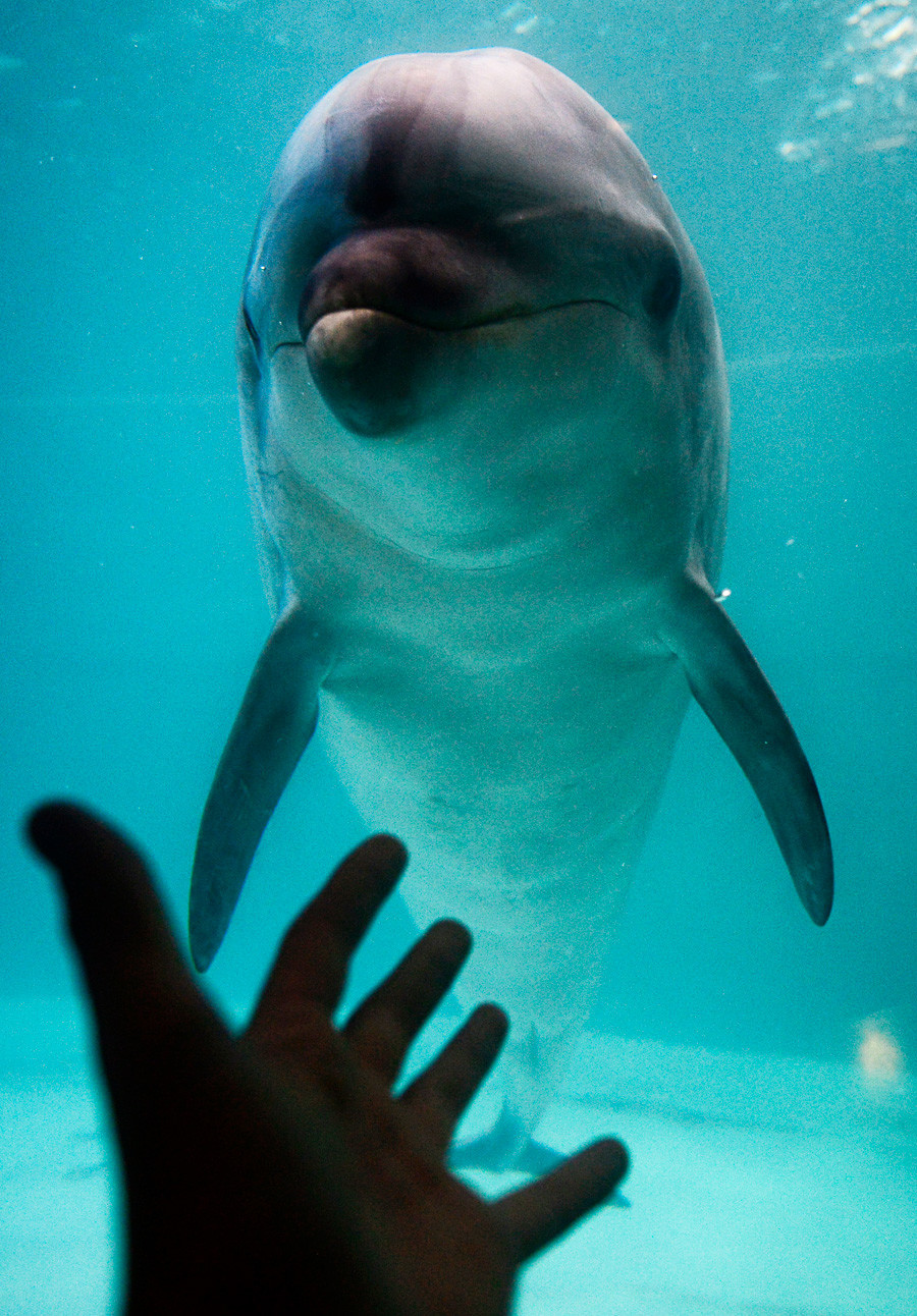 Ако срещнете делфин, внимавайте - той може да е руски агент (или пък не).
