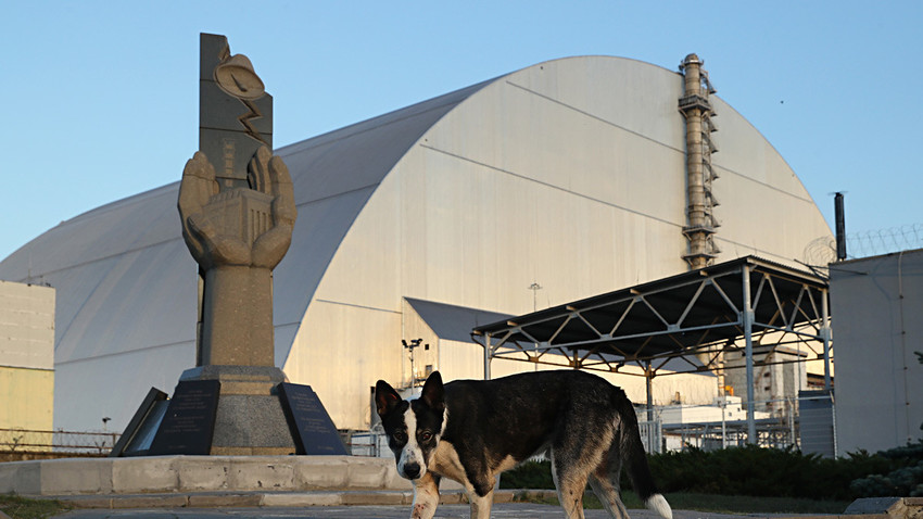 Пас луталица испред новог објекта којим је покривен уништени реактор бр. 4 у Чернобиљској нуклеарној електрани. 18. август 2017. У зони отуђења живи око 900 паса луталица. Ветеринари и стручњаци за радијацију на њима врше истраживања. Пси носе огрлице са предајницима који региструју ниво радијације.
