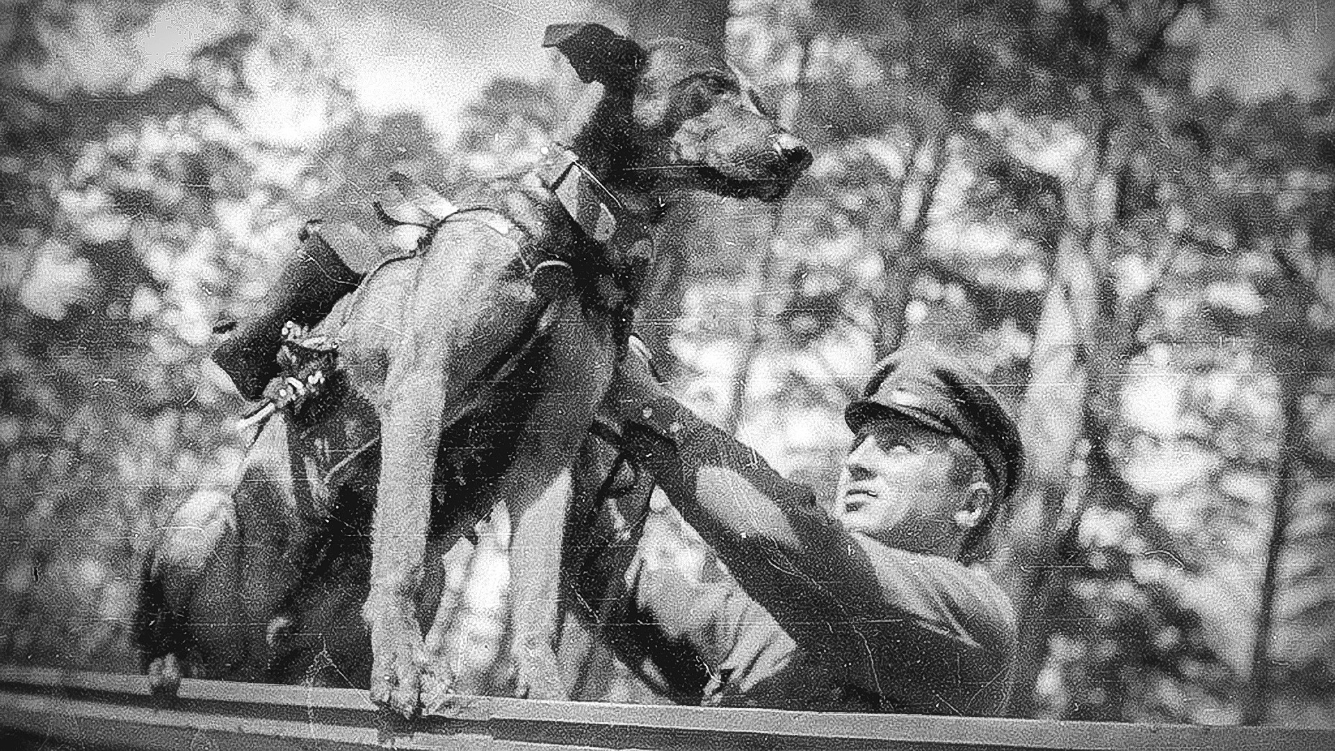 Джульбарс собака герой войны фото