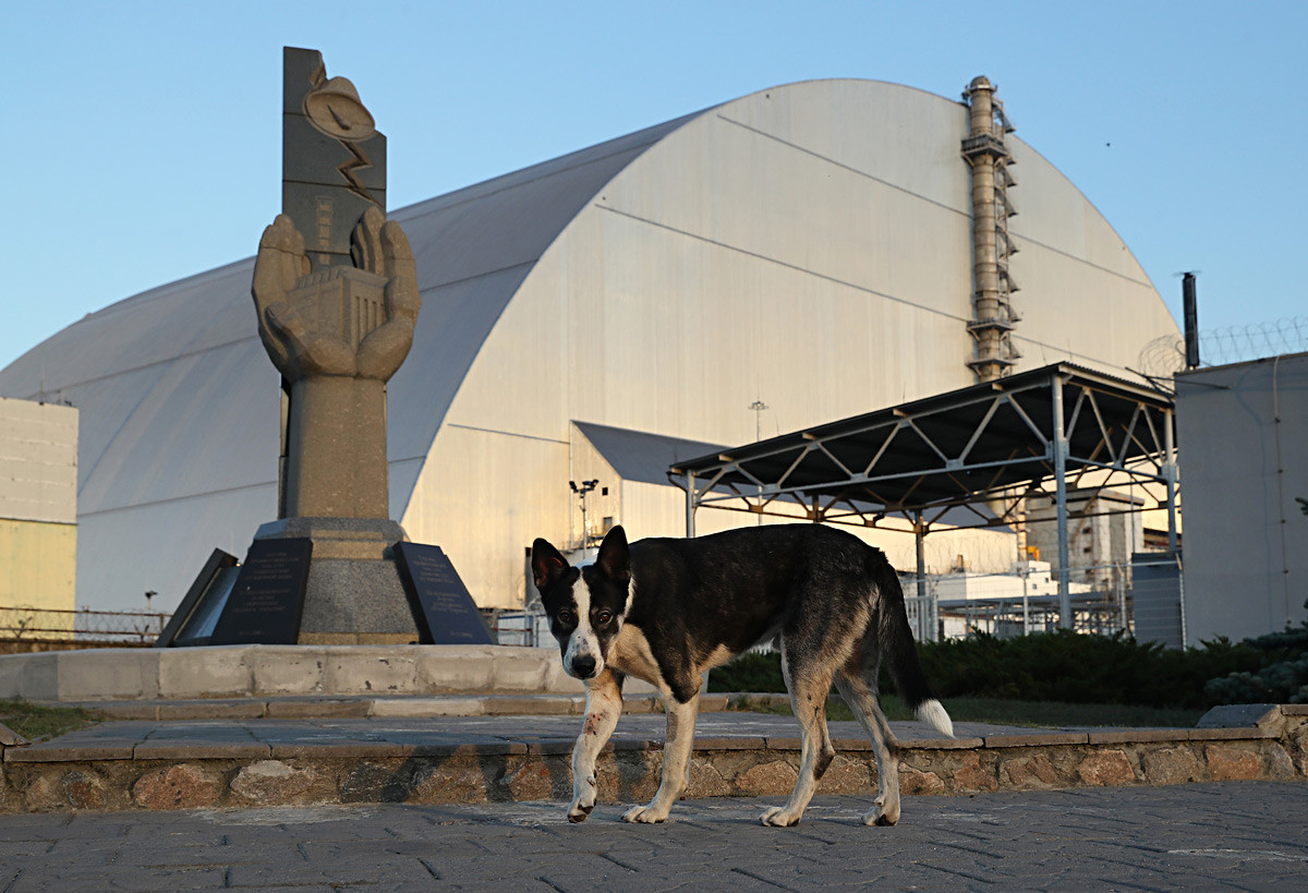 A stray dog outside the new enclosure that covers devastated reactor number four at the Chernobyl nuclear power plant. August 18, 2017.