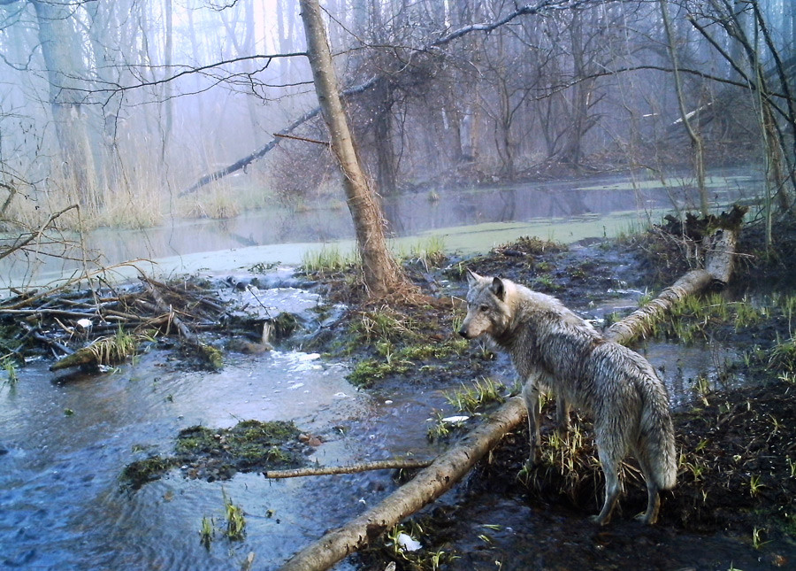 Seekor serigala di hutan liar di Chernobyl, Ukraina, April 2012.