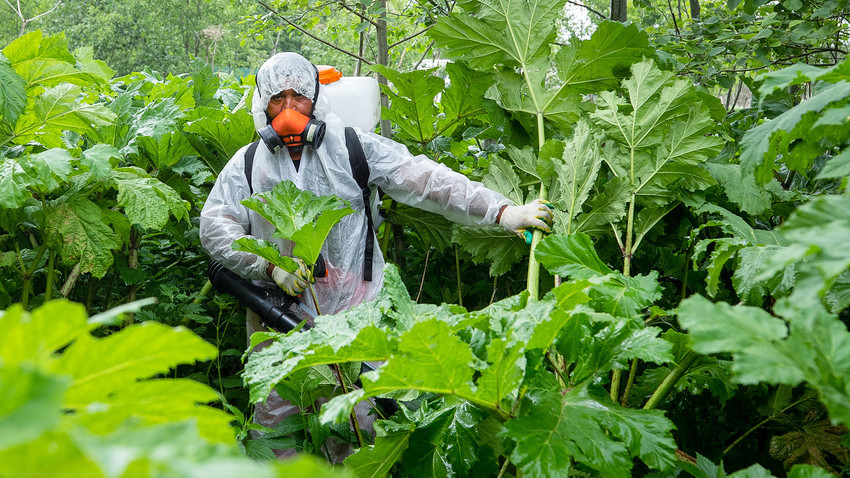 Tod aus dem Garten Die sieben giftigsten Gewächse in Russland Russia