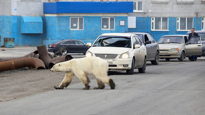 A stray polar bear is seen in Norilsk, June 17, 2019. 