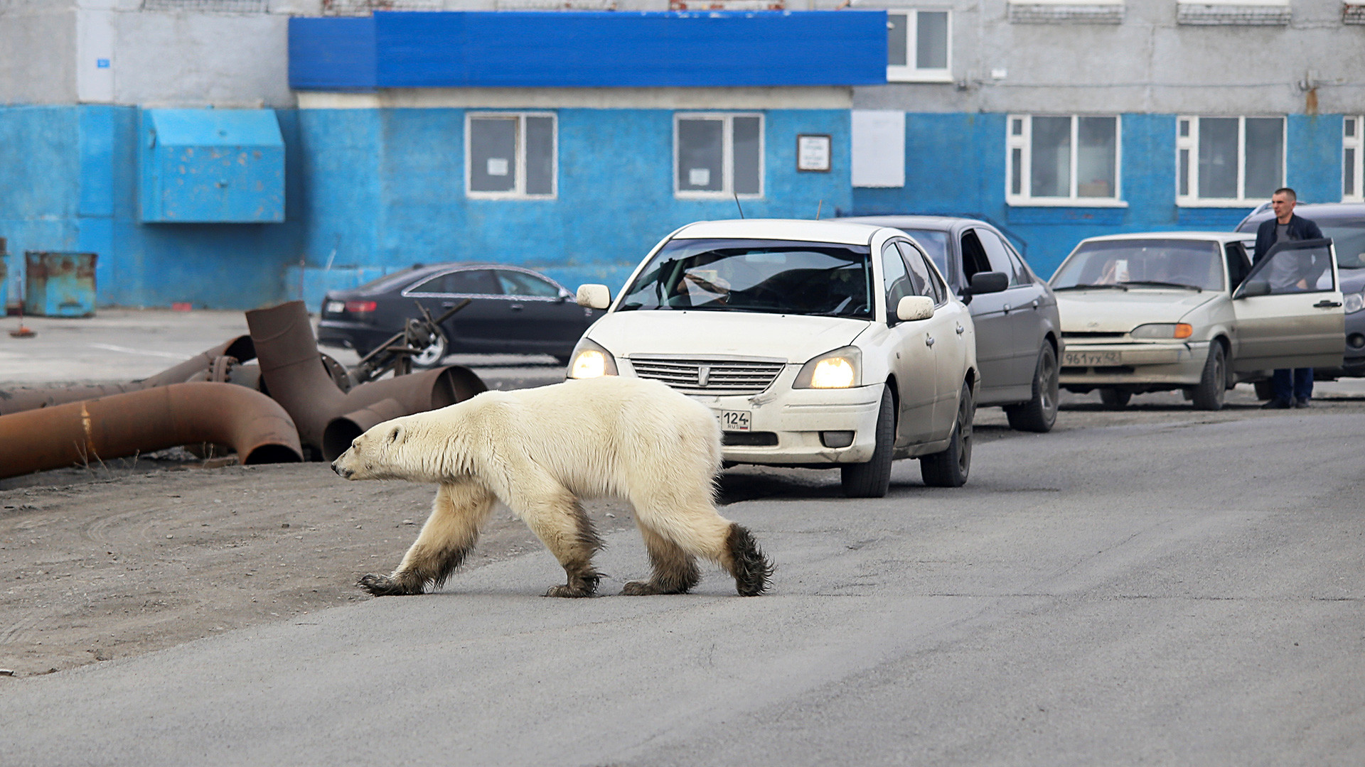 Бяла мечка в Норилск, 17 юни 2019 г.