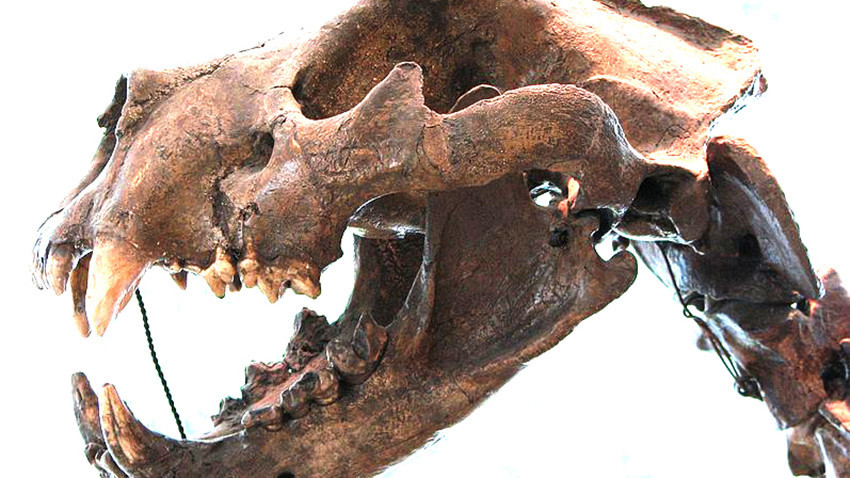 Цела лобања пећинског лава изложена у природословном музеју у Брну