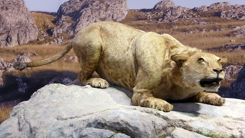 Реконструкција на возрасен примерок на Panthera spelaea