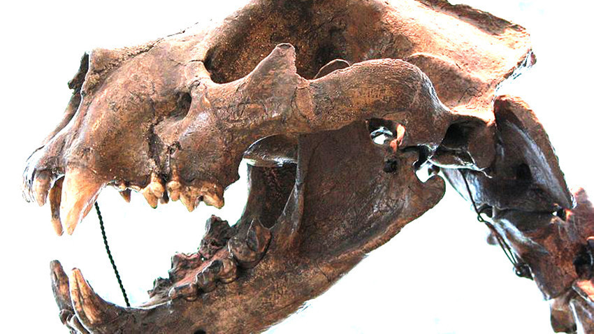 Цел череп на пештерски лав изложен во Музејот на природна историја во Брно 
