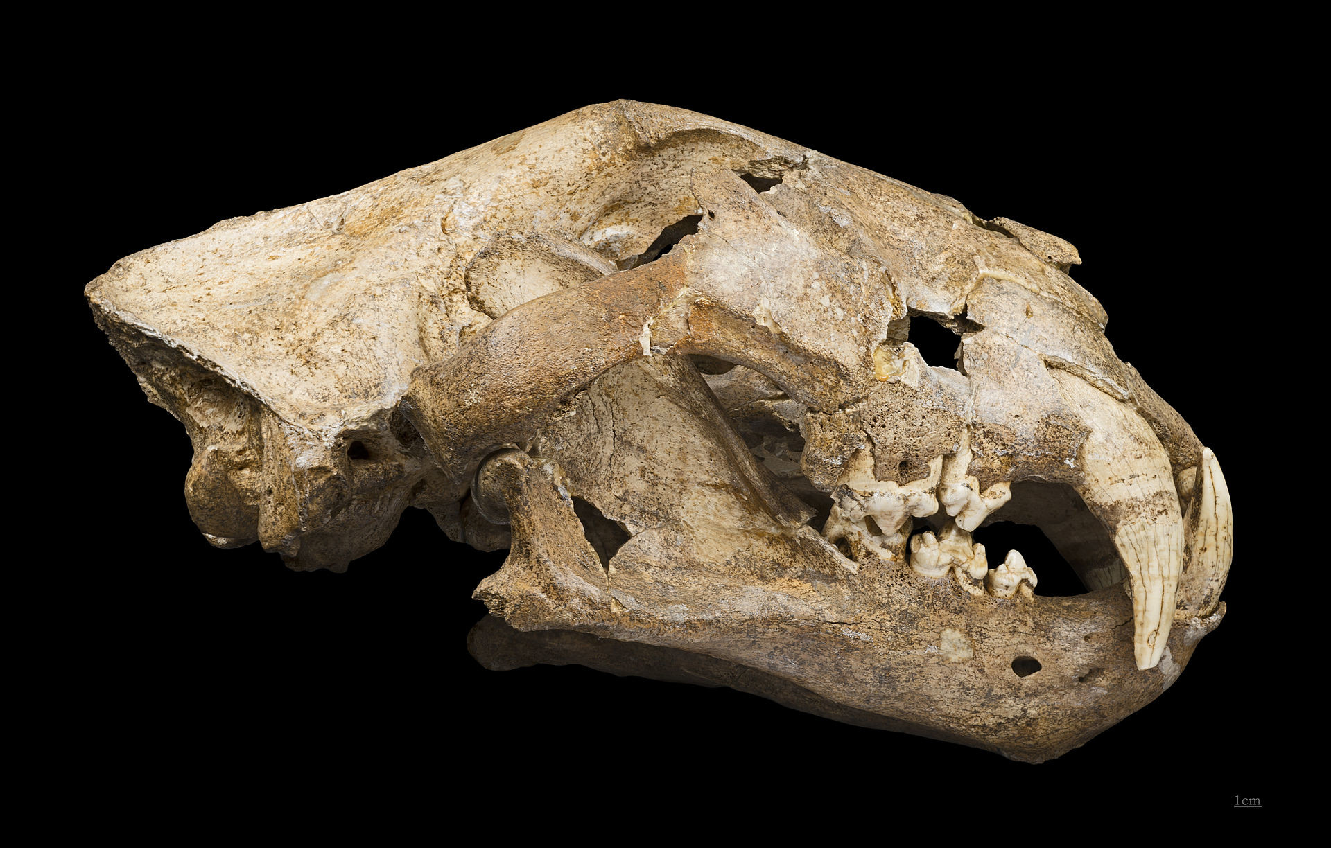 Cráneo de un león de las cavernas.