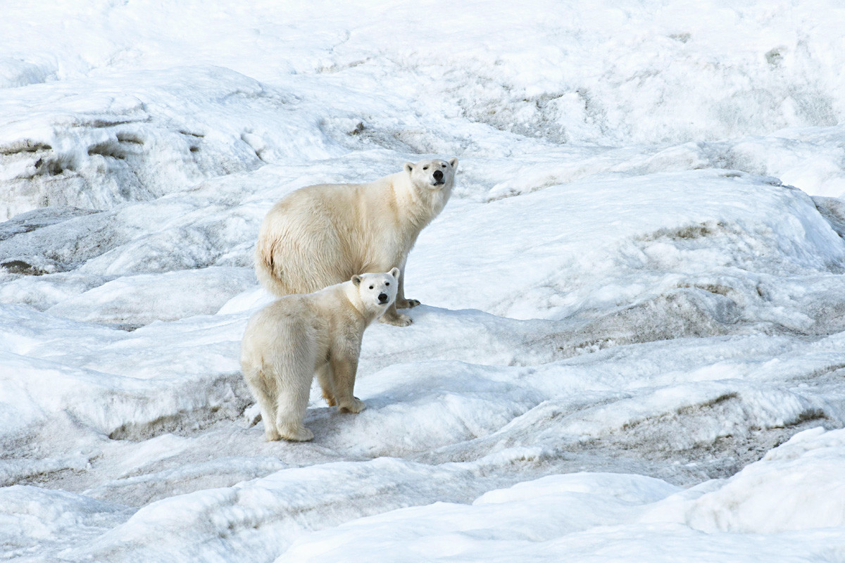 Beruang kutub di Pulau Wrangel.